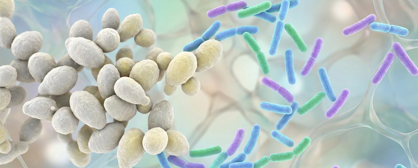 Illustration microscopique montrant des levures Candida albicans entourées de bactéries bénéfiques.