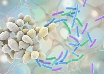 Illustration microscopique montrant des levures Candida albicans entourées de bactéries bénéfiques.