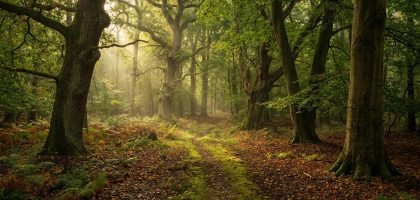 Un chemin étroit serpente à travers une forêt ancienne avec des rayons de soleil traversant le feuillage dense.