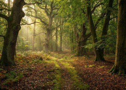 Un chemin étroit serpente à travers une forêt ancienne avec des rayons de soleil traversant le feuillage dense.